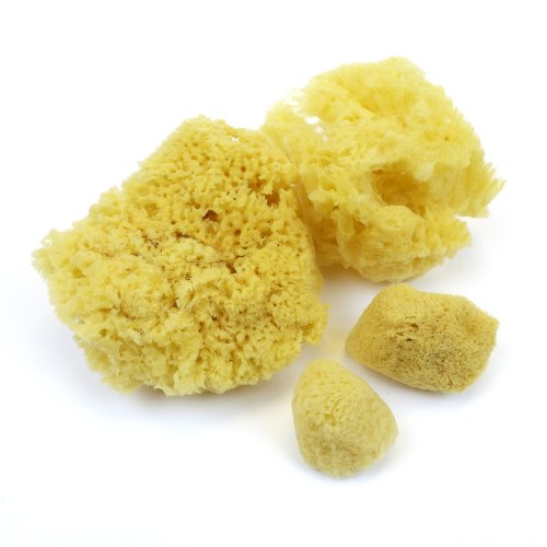 Natural Sponge, small