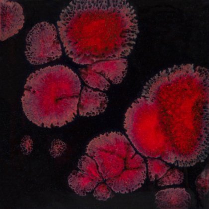 Black Opal Mayco Jungle Gem Black Opal Mayco Jungle Gem