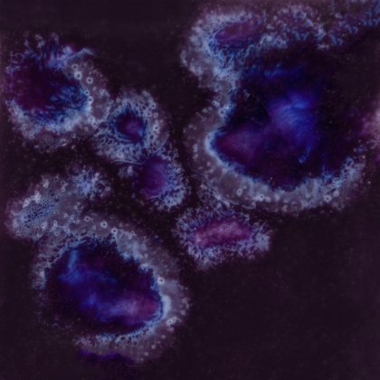 Royal Fantasy Mayco Jungle Gem Royal Fantasy Mayco Jungle Gem