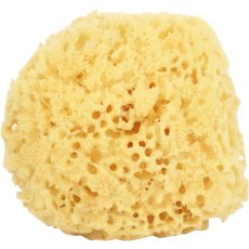 Natural Sponge Natural Sponge