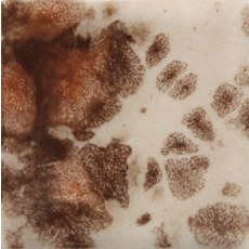 Yadro Print Mayco Jungle Gem Yadro Print Mayco Jungle Gem