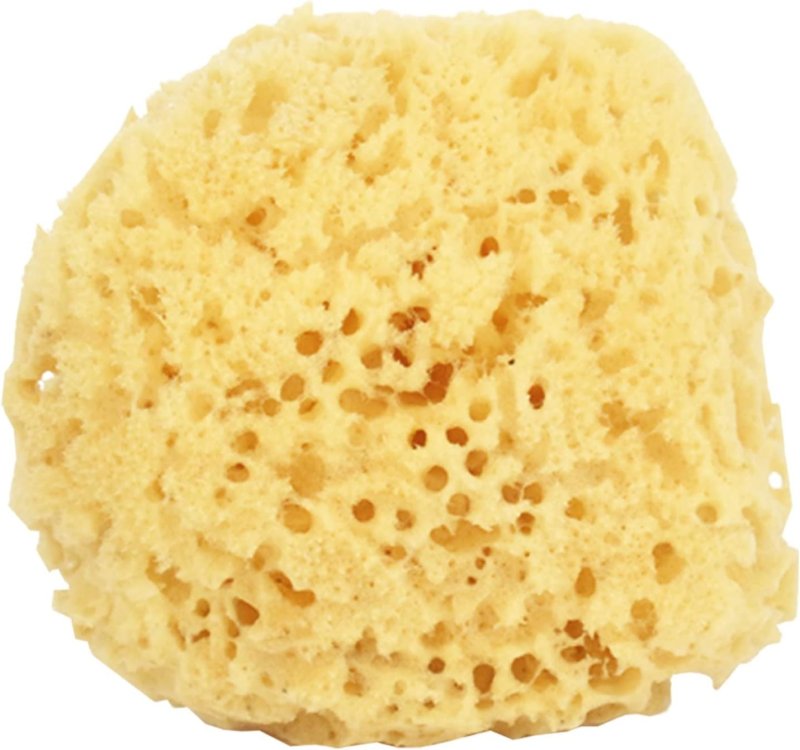 Natural Sponge Natural Sponge